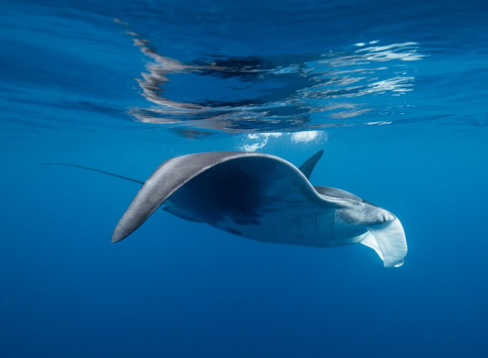 Manta (6)
