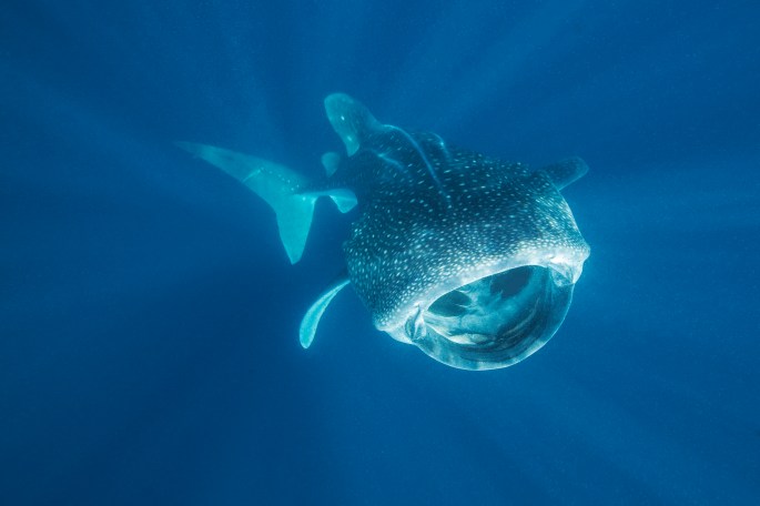 Whale Shark (2)