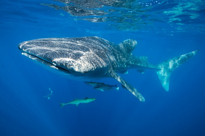 Whale Shark (5)