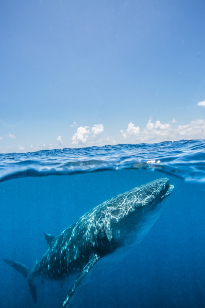 Whale Shark over under (1)-2