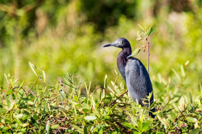 Little Blue Heron