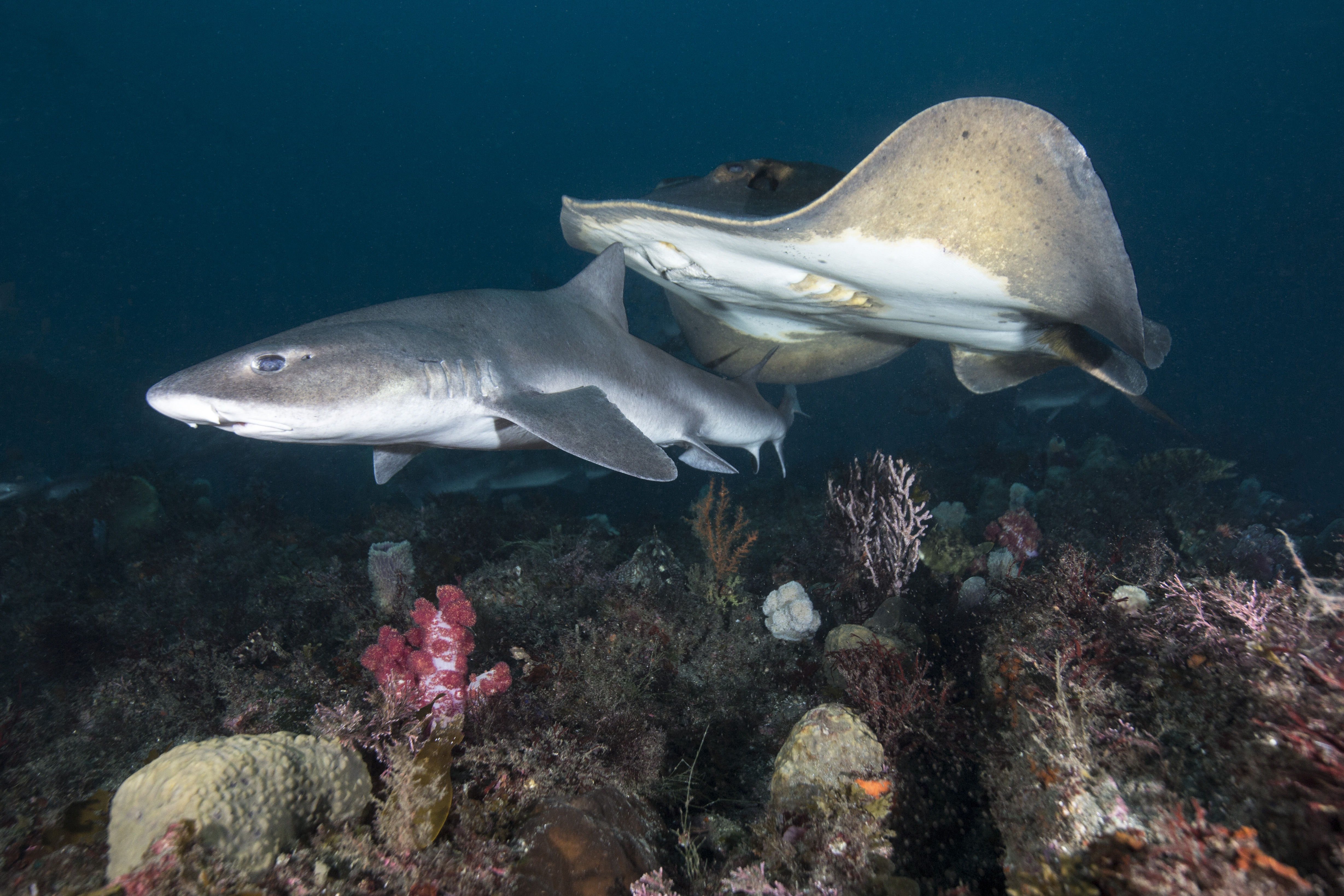 Banded Houndsharks – OUT THE DOOR TO EXPLORE