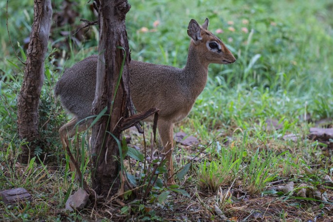 Ant-Dik1
