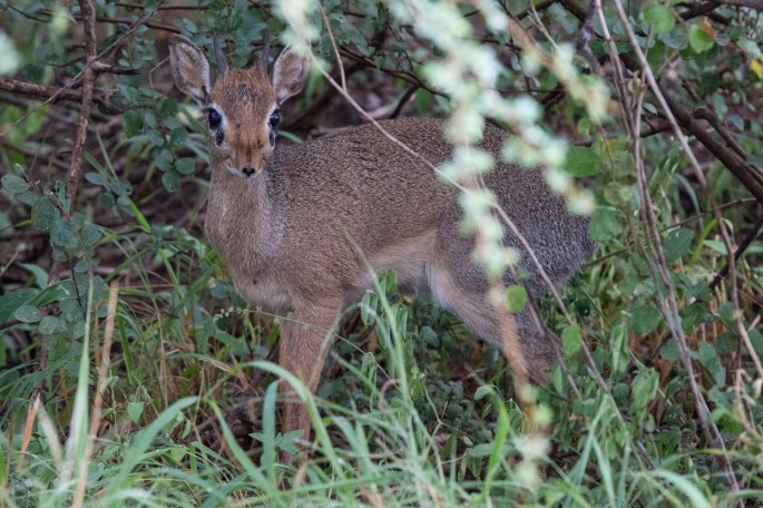 Ant-Dik2