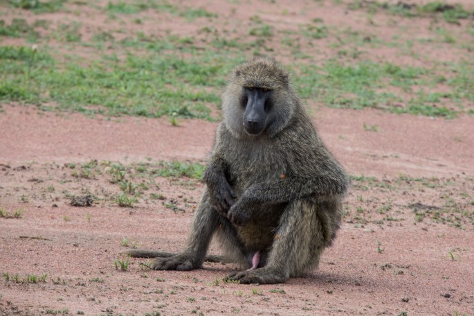 Baboon1