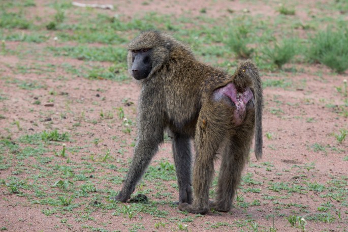 Baboon7
