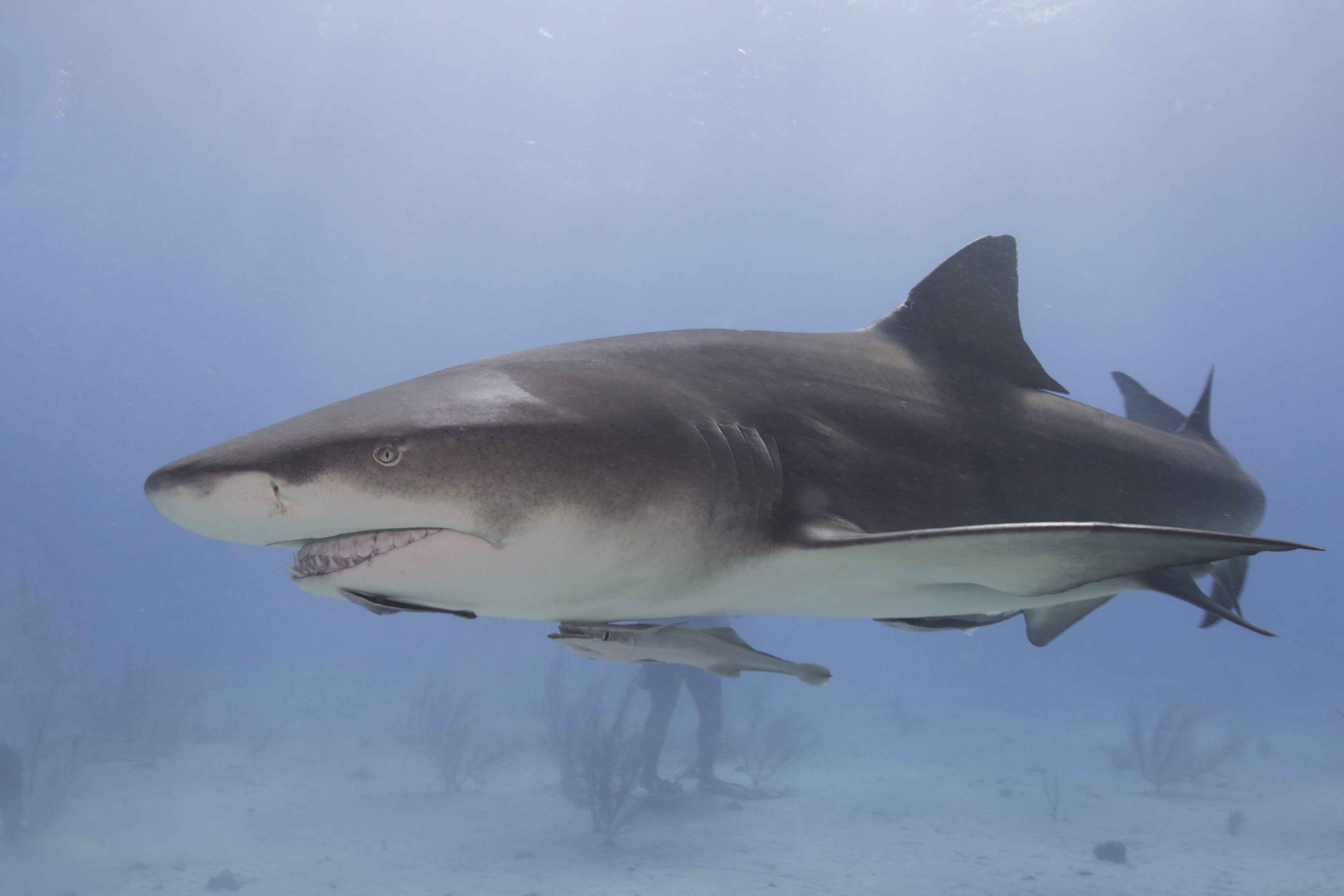 BAH-1117-LB-0011-Edit