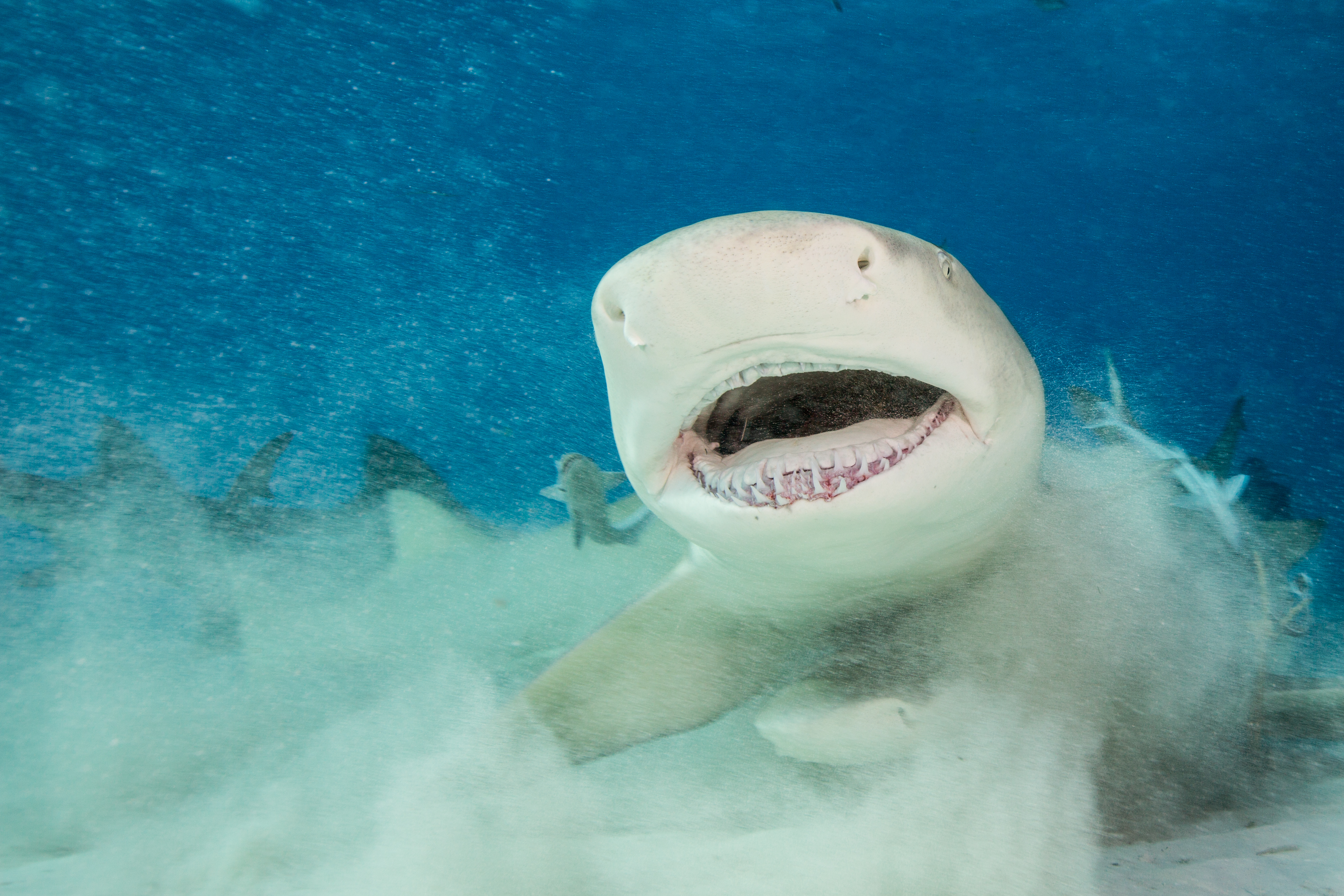 BAH-1117-LB-0015-Edit