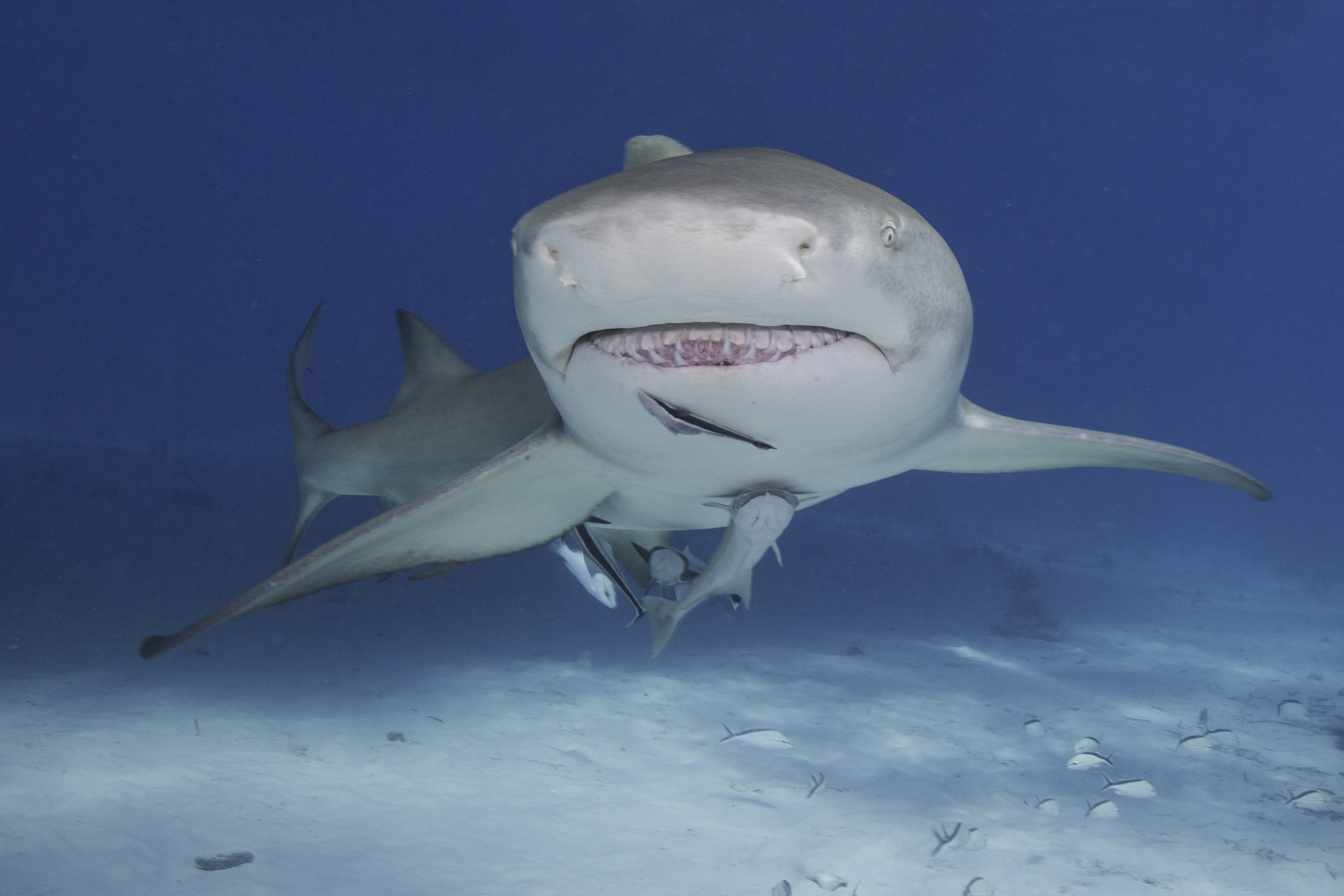 BAH-1117-LB-0022-2-Edit