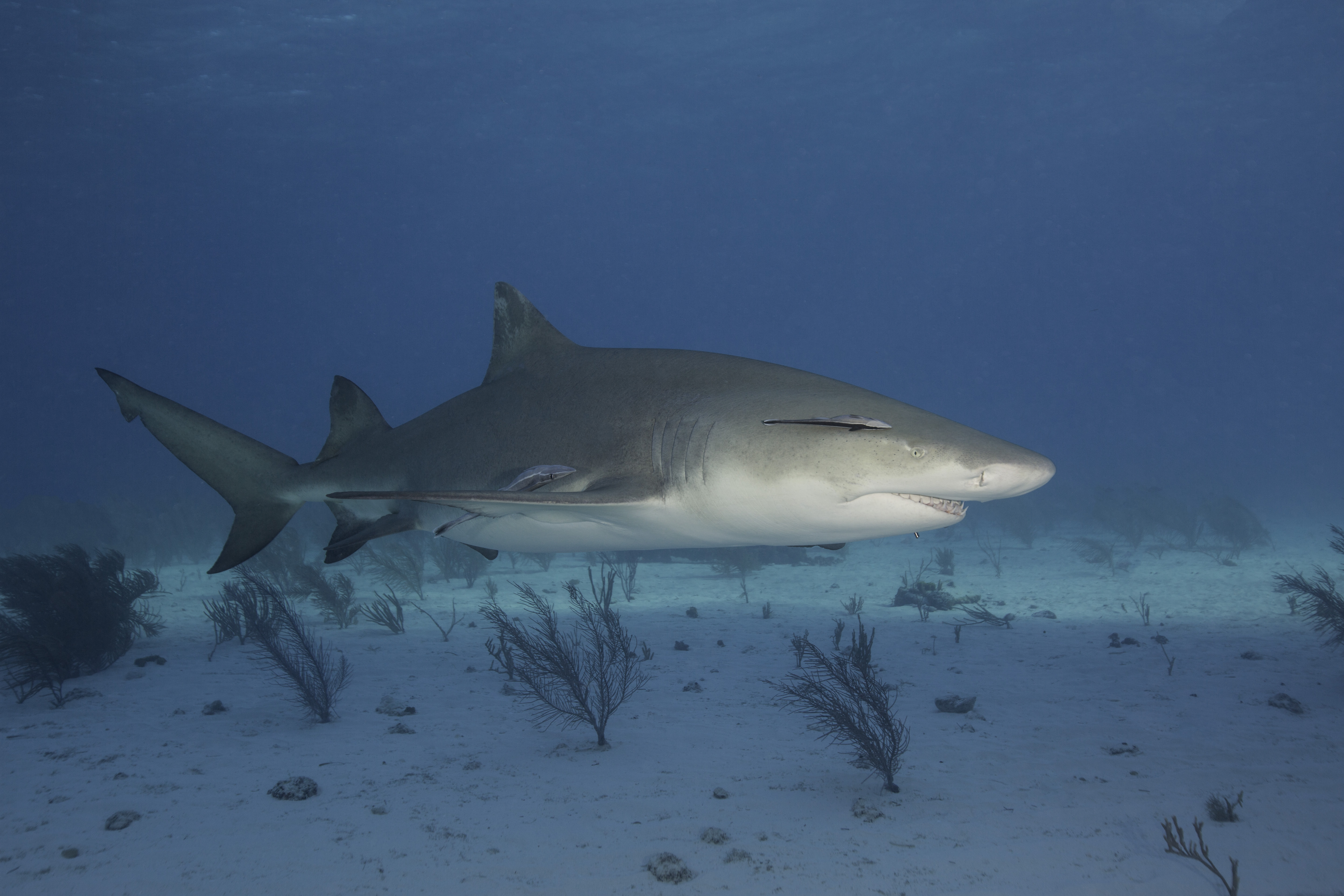 BAH-1117-LB-0038-Edit