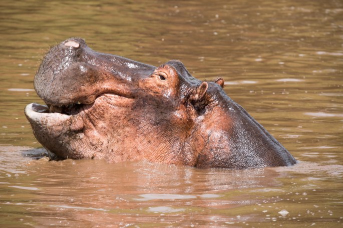 Hippo (3)