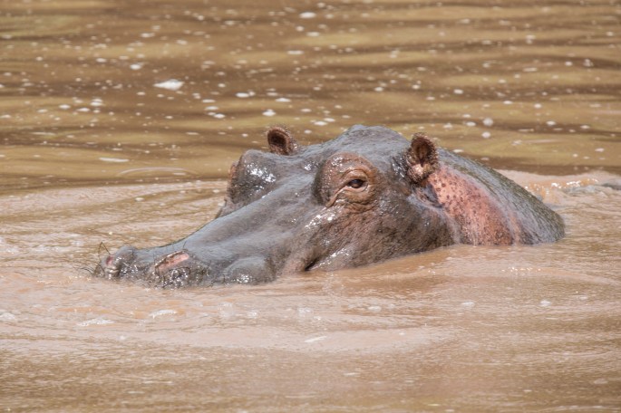 Hippo (4)