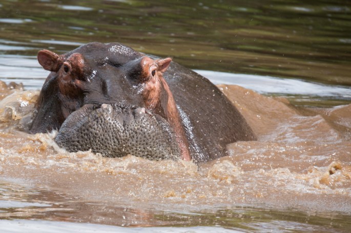 Hippo (5)
