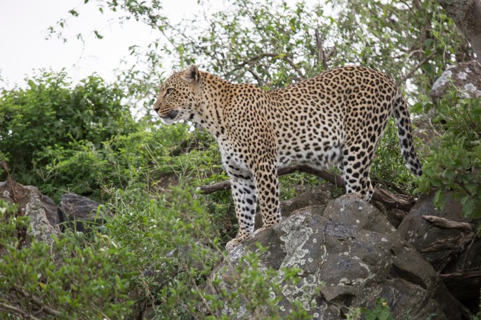 Leopard (3)