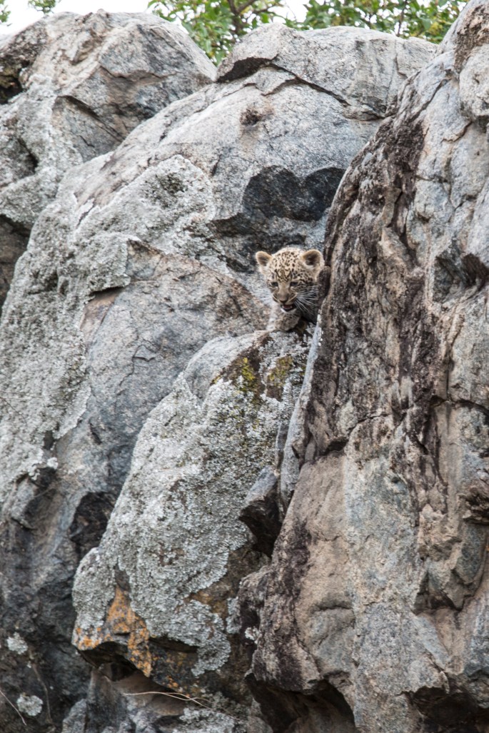 Leopard (9) vertical crop