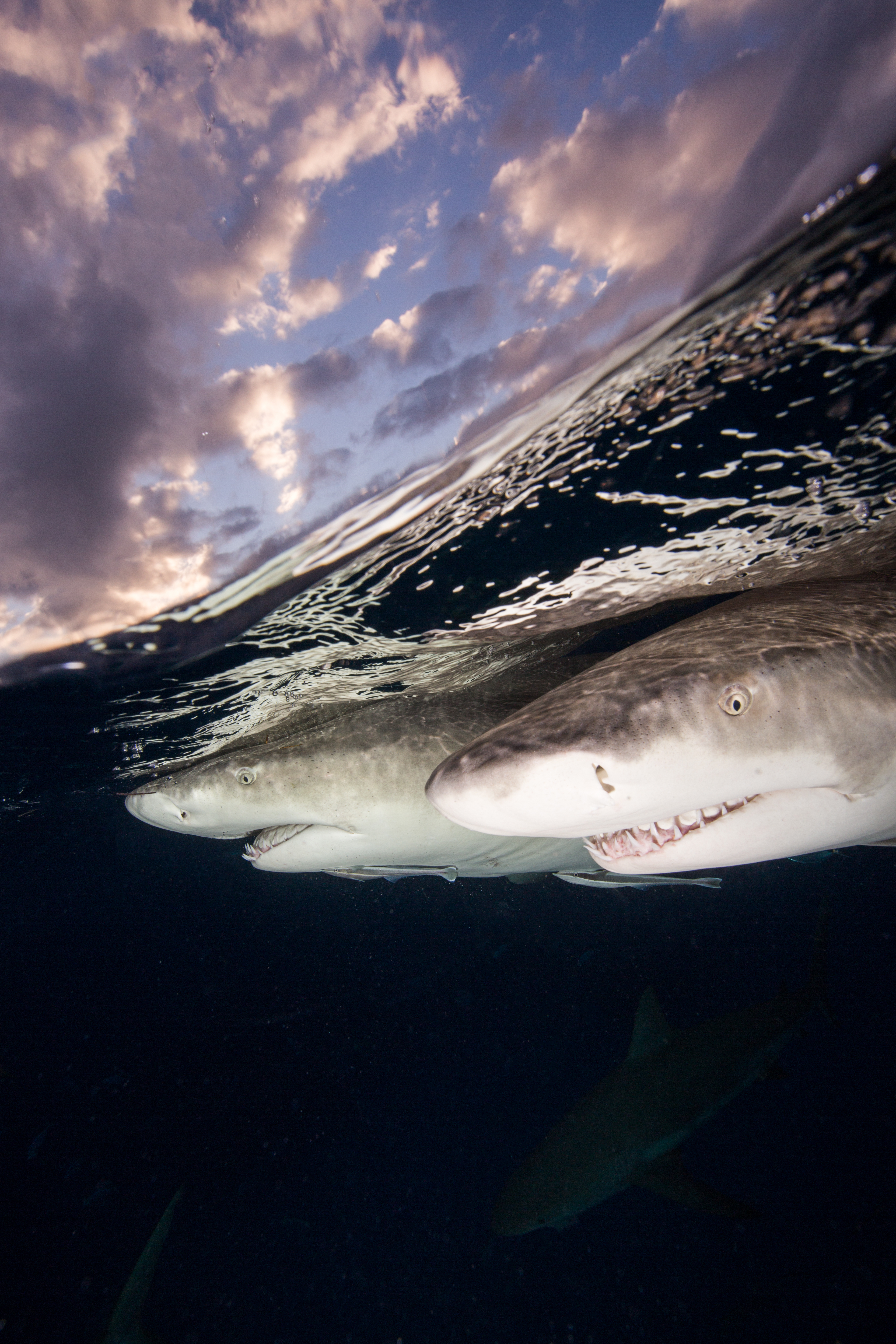 Over Under Lemon (1)-