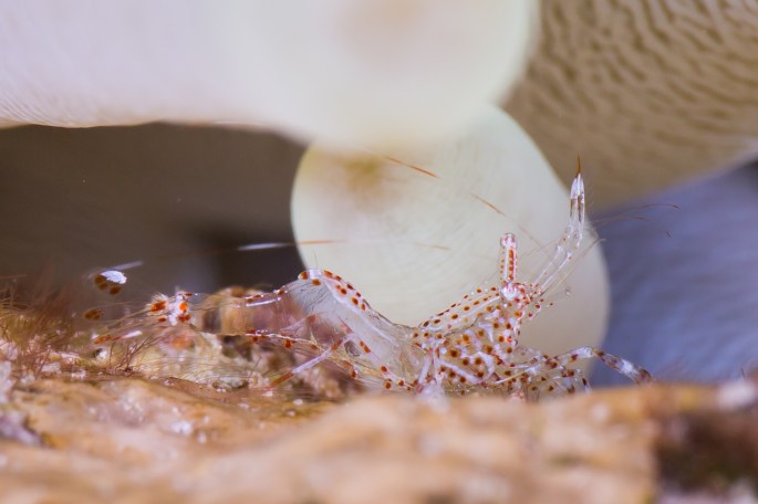 Juvenile Sun Anemone 3