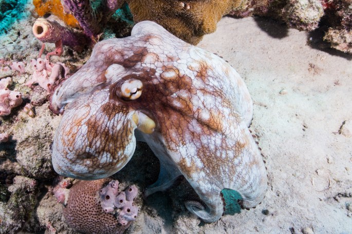 octopus1