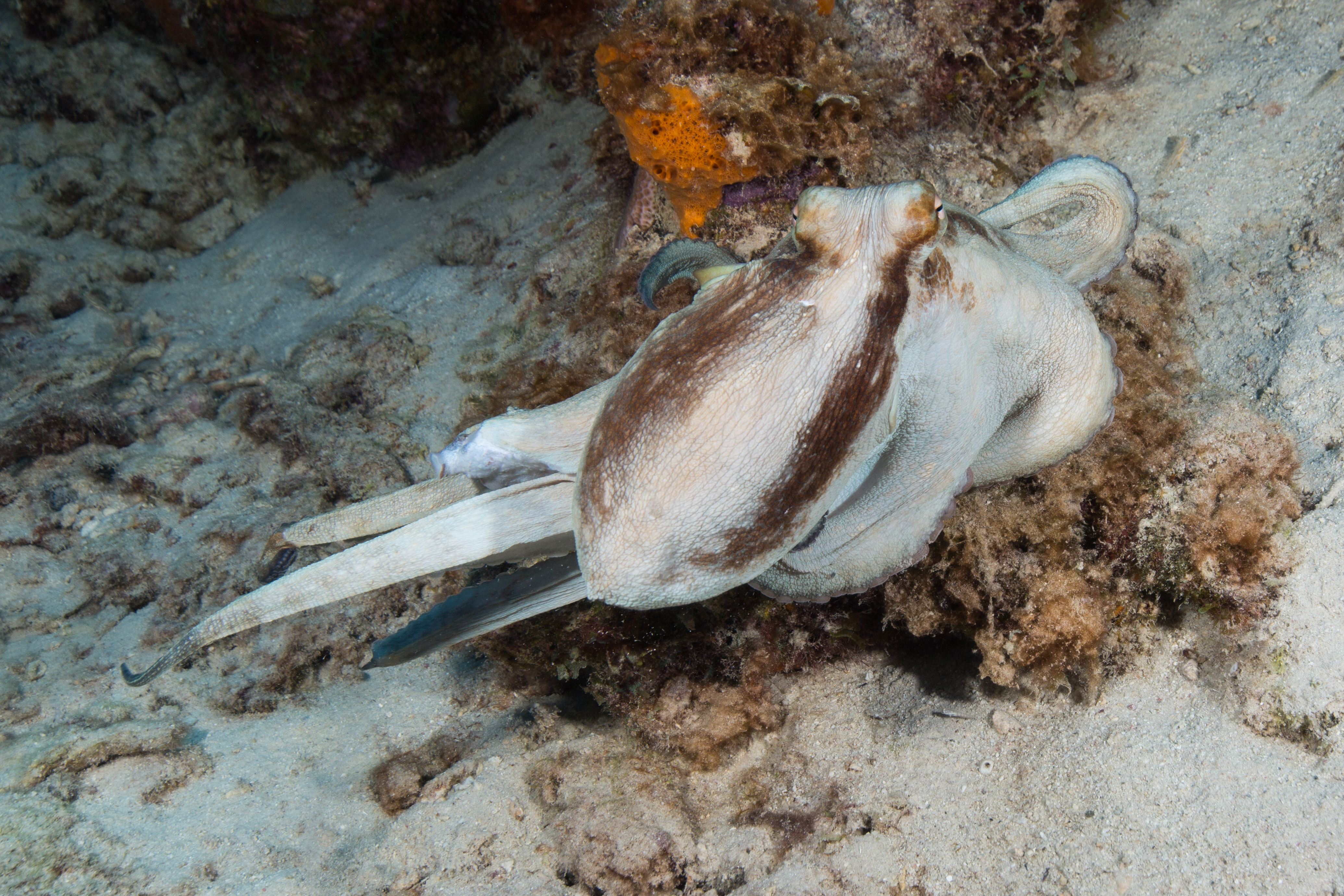 Cephalid Octopus Cephalopods – OUT THE DOOR TO EXPLORE