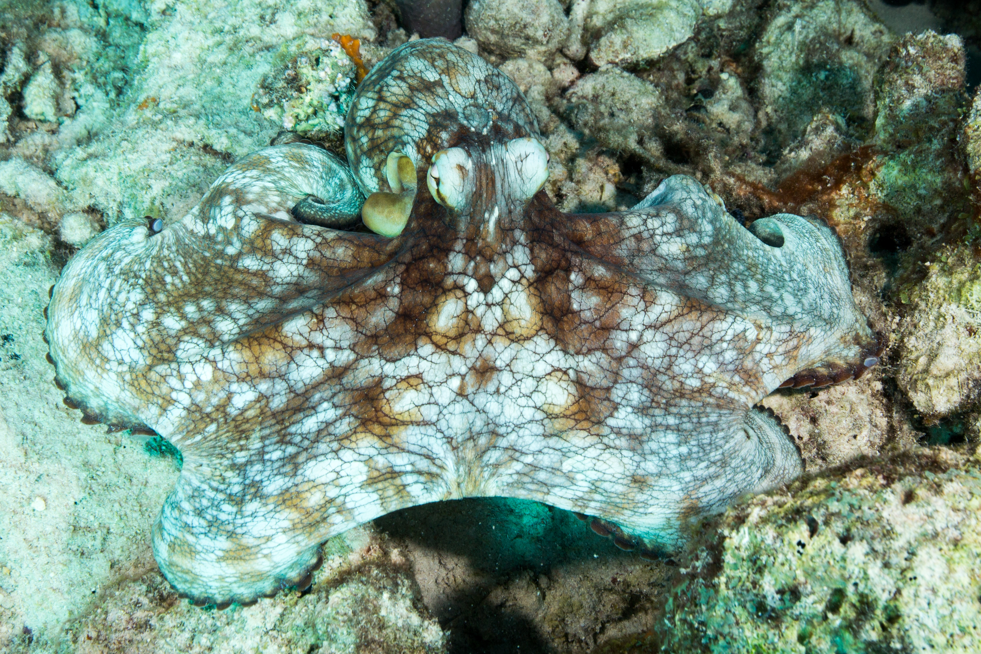 Cephalopods – OUT THE DOOR TO EXPLORE