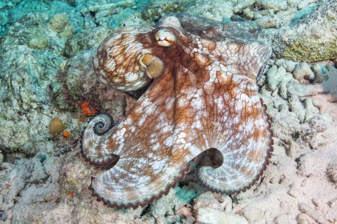 octopus6