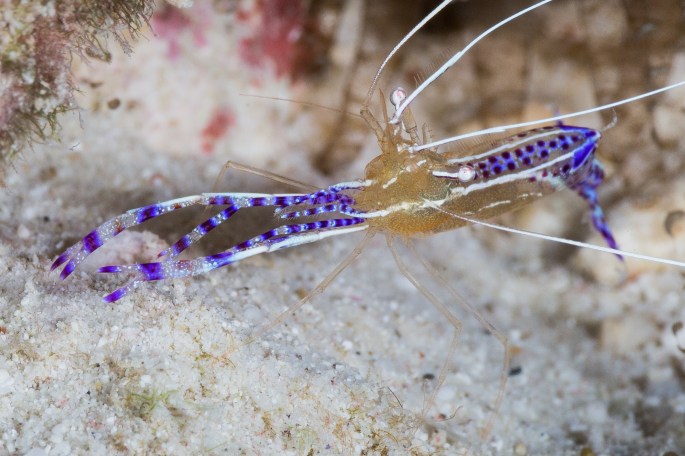 Pedersen Cleaner Shrimp
