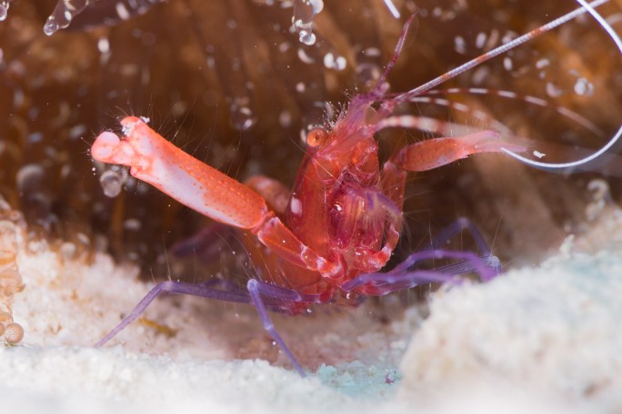 Red Caribbean Pistol Shrimp