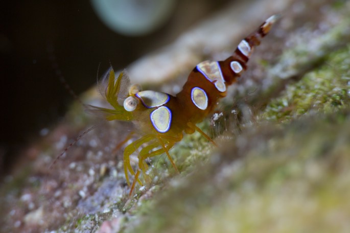 squat anemone shrimp
