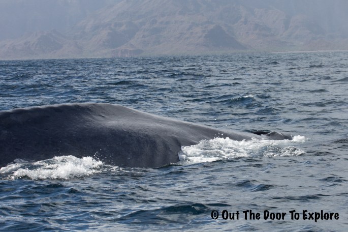 blue whale3