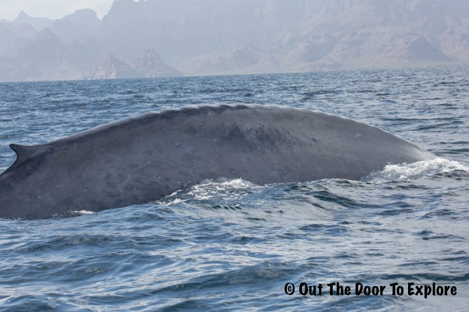 blue whale6