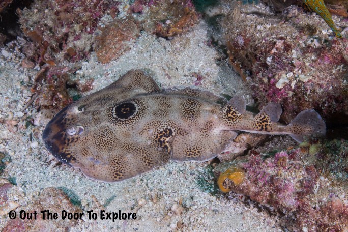 bullseye electric ray1_wm