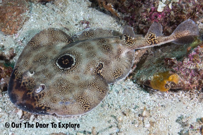 bullseye electric ray2_wm