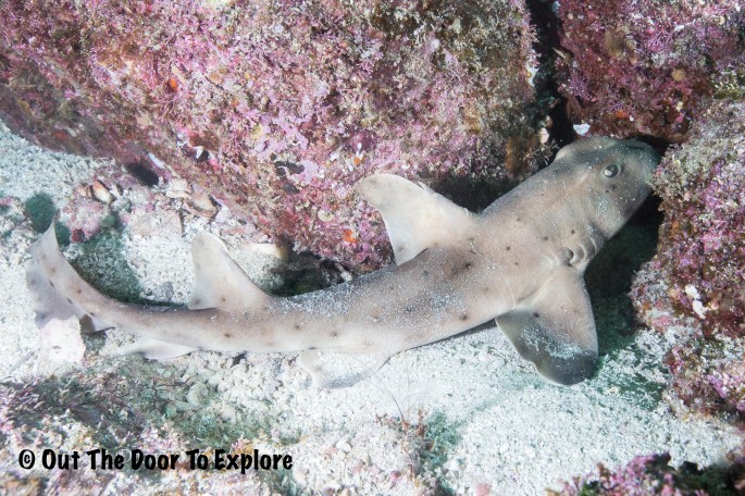 horn shark2