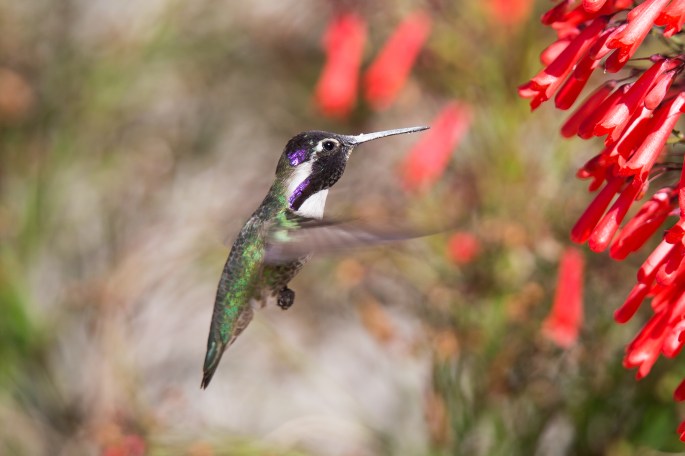 Hummingbird1-2