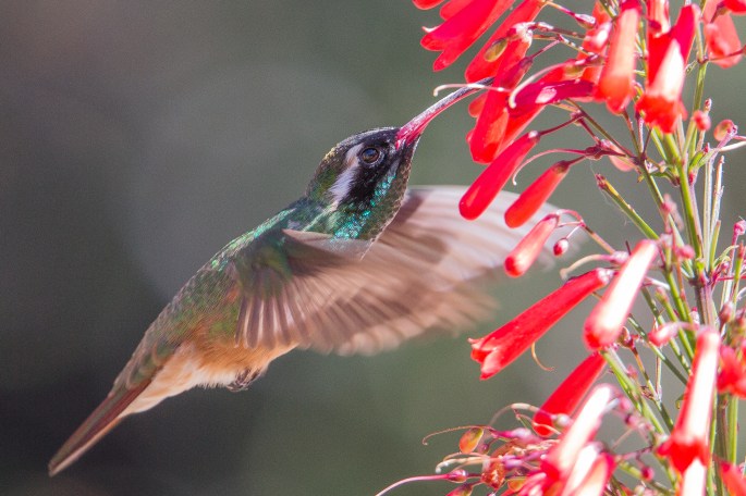 Hummingbird8