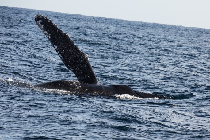 humpback1
