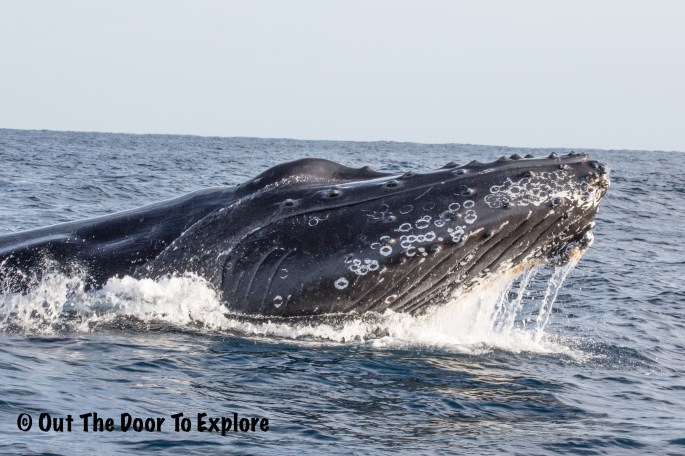 humpback2