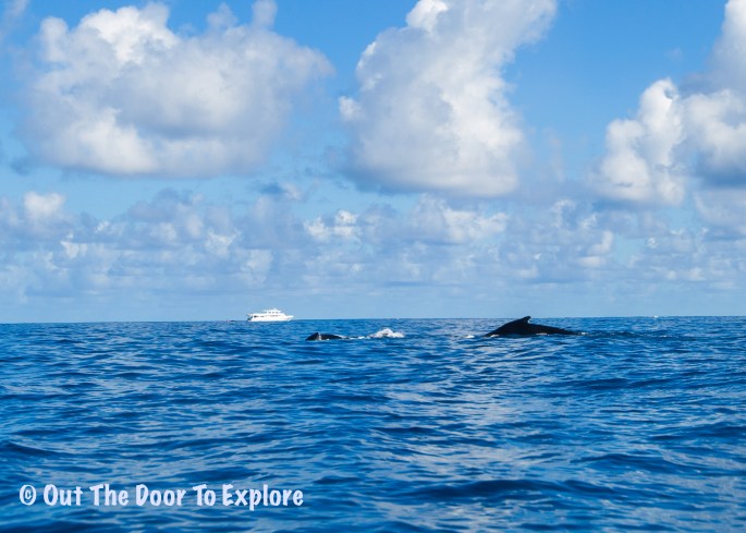 Mom &amp; Baby Backs (1)