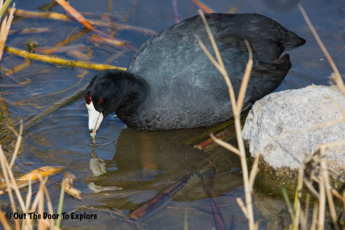 American Coot 2