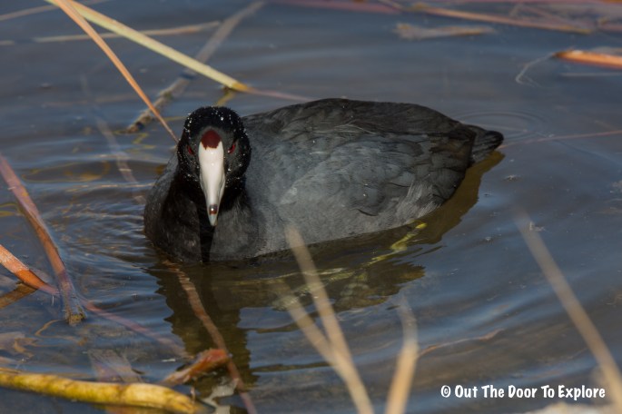 American Coot 3