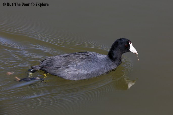 American Coot 6