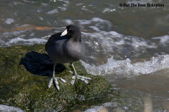 American Coot 8