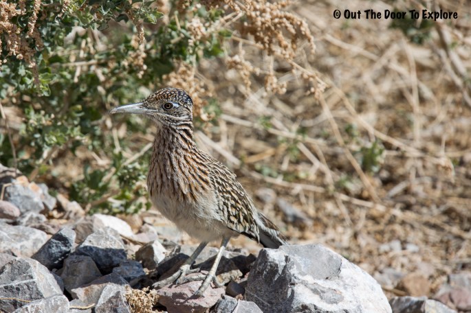 Greater Roadrunner 3