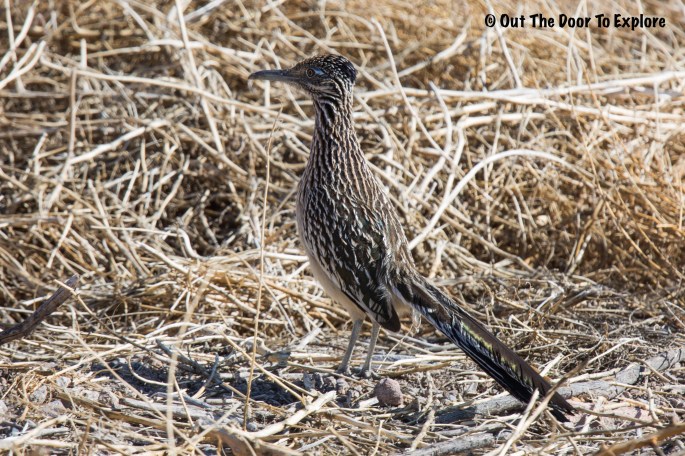 Greater Roadrunner 4