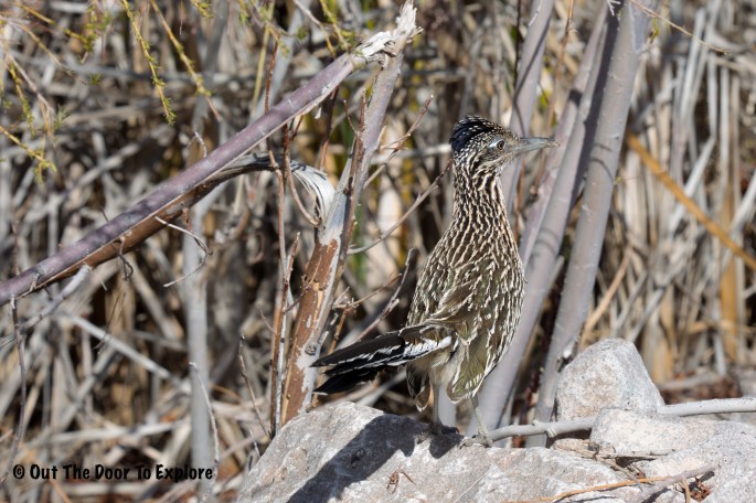 Greater Roadrunner 6