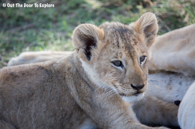 Lion Cub 8