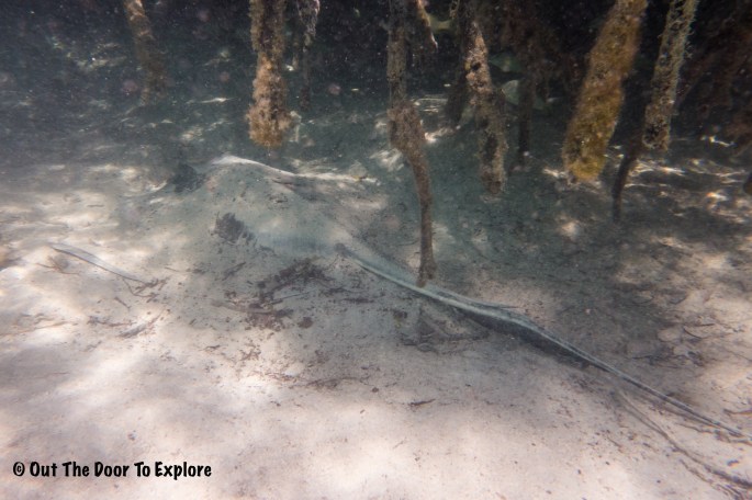 S Stingray Mamgroves 3