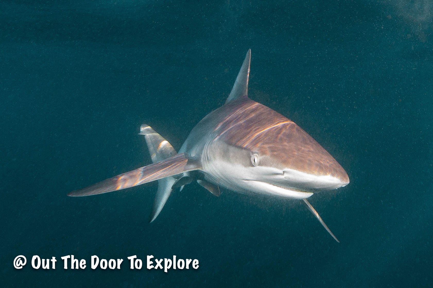 Dusky Shark – OUT THE DOOR TO EXPLORE